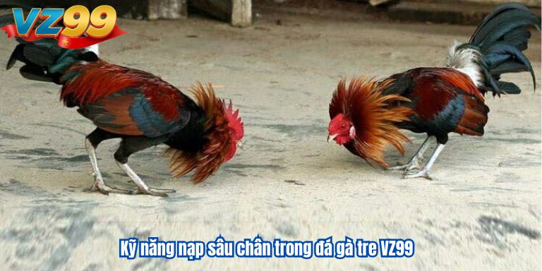 Kỹ năng nạp sâu chân trong đá gà tre VZ99