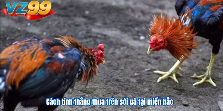 Cách tính thắng thua trên sới gà tại miền bắc