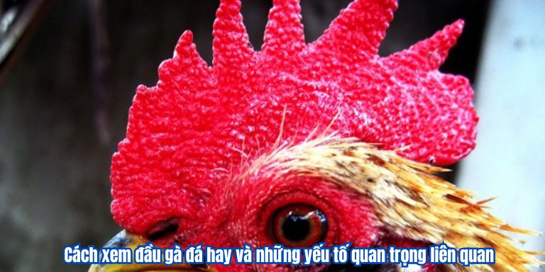 Cách xem đầu gà đá hay và những yếu tố quan trọng liên quan
