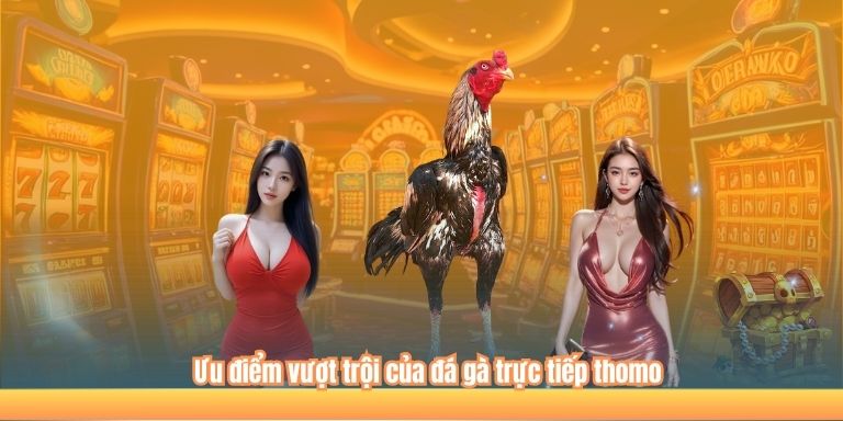 Đá Gà Trực Tiếp Thomo – Những Điều Cần Biết 2 Ưu điểm vượt trội của đá gà trực tiếp thomo